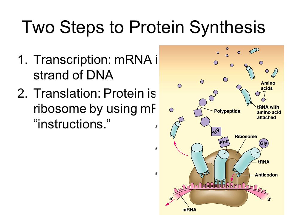 Essay on Protein Synthesis | Biology